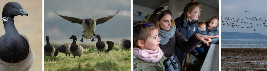 A selection of images from WWT Castle Espie of Brent Geese